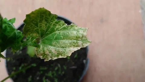 Powdery mildew Stockbeeldmateriaal 302153753