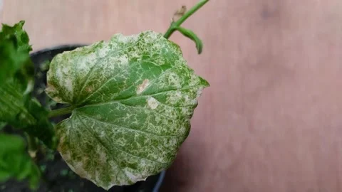 Powdery mildew Stockbeeldmateriaal 302153756