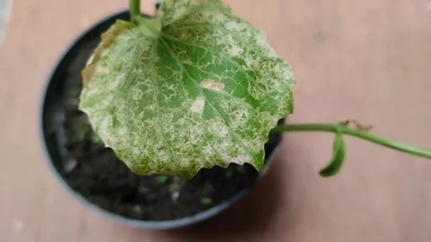 Powdery mildew Stockbeeldmateriaal 302153757