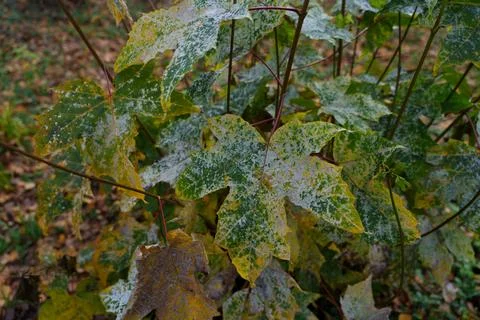 Powdery mildew on a leaf 写真素材