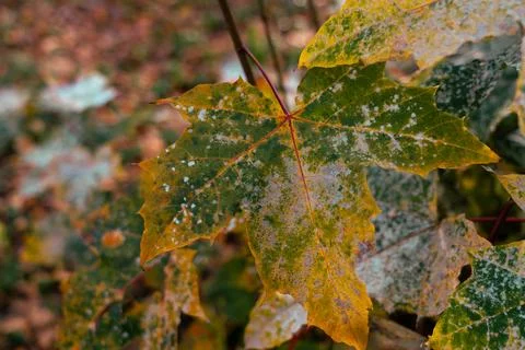 Powdery mildew on a leaf Fotos Stock