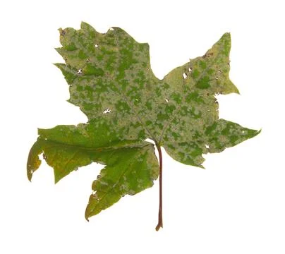 Powdery mildew on maple leaf isolated on white background Stock Photos