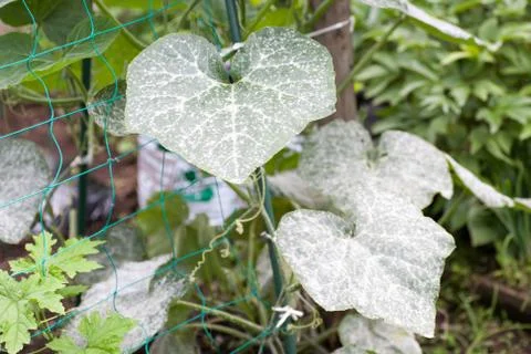 Powdery mildew Stock Photos