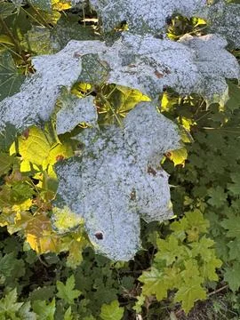 Powdery mildew Stock Photos