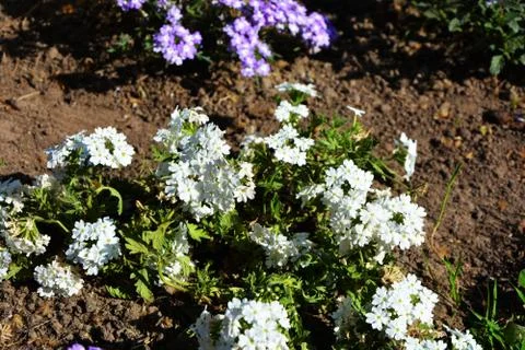 The Power of Flowers 스톡 사진