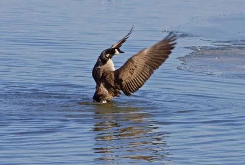 Power of a goose Foto stock
