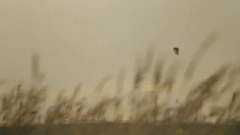 Power kite in evening sky Stock Footage 82916613