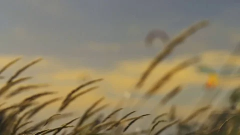 Power kite in evening sky Stock Footage 82918480