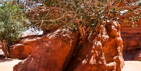 The power of life, Tree breaking through a rock. Stock Photos