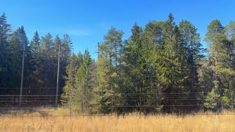 A power line and a forest when the train is moving slowly. Stock Footage 335726644