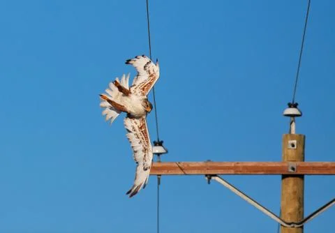 Power line collision Stock Photos