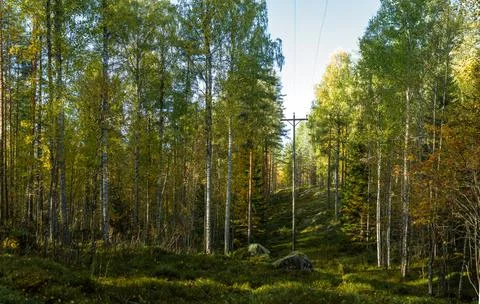 Power Line Cutting Through Dense Autumn Forest with Sunlit Foliage and Lush.. Stock Photos