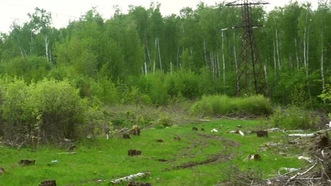Power line in the forest Stock Footage 75533766