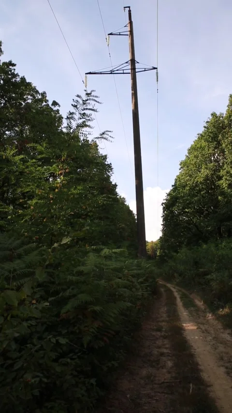 Power Line in the Forest Stock Footage 316599040