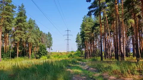 Power Line in the Pine Tree Forest Foto stock