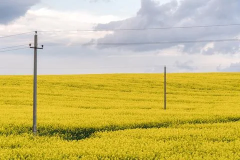 Power line in rape field. A line of electric poles with cables of electricity Stock Photos