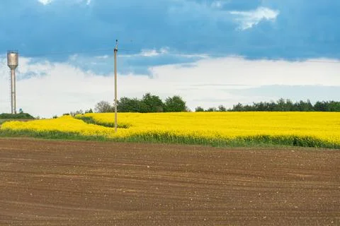 Power line in rape field. A line of electric poles with cables of electricity Foto stock