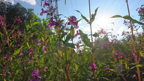 Power line running through the forest Stock Footage 138064343