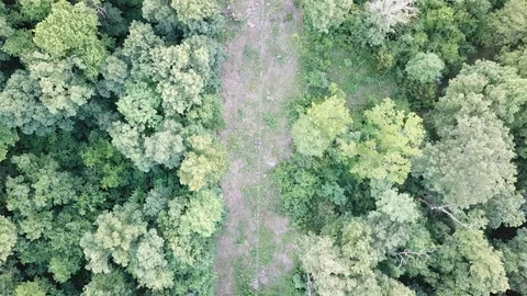 Power line running through thick forest. Stock Footage 109186713