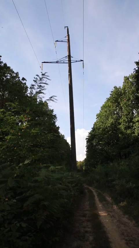 Power line tower through a forest Stock Footage 316599042