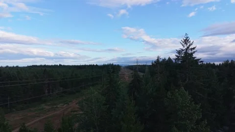 Power Lines Across Evergreen Forest in Washington State Stock Footage 345888121
