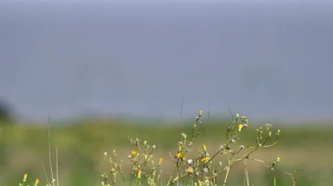 Power Lines and Electricity Stock Footage 11698696