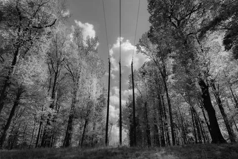 Power lines cut through immaculate forest in Sotuh Carolina. Foto stock