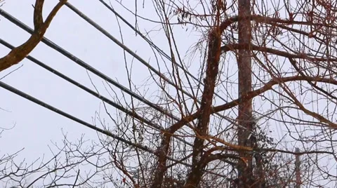 Power Lines During Snow Storm Stock Footage 36149998