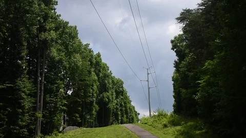 Power Lines in Forest Stock Footage 73424447