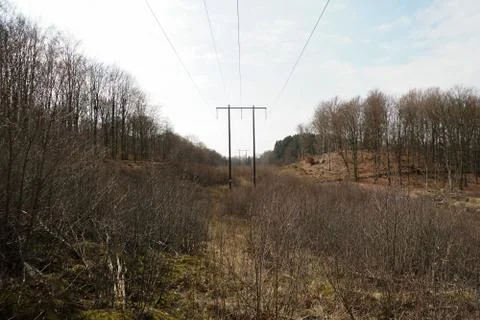 Power Lines In The Forest Foto stock