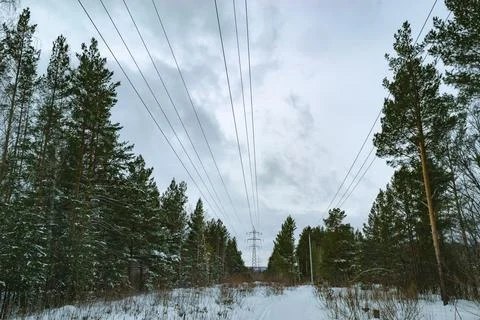 Power lines in the middle of winter forest Stock-Fotos