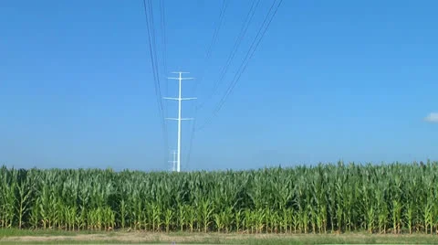 Power lines over cornfield Stock Footage 25578389