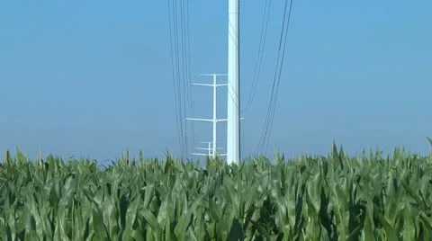 Power lines over cornfield Stock Footage 25579673
