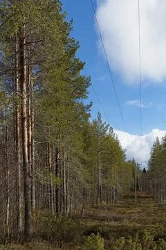 Power lines. Foto stock
