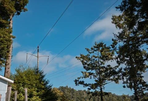 Power lines running through tall redwood trees against blue sky Stock Photos