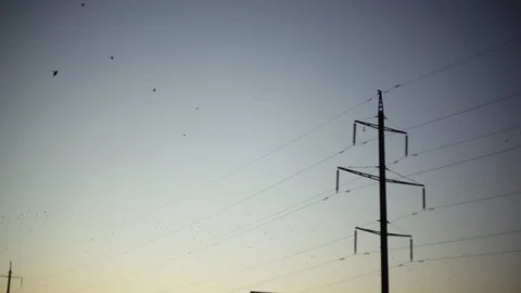 Power lines silhouette in the sky with flying birds. Winter, background Stock Footage 121483149