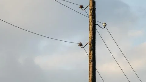 Power lines at sunset in sunlight Stock-Fotos