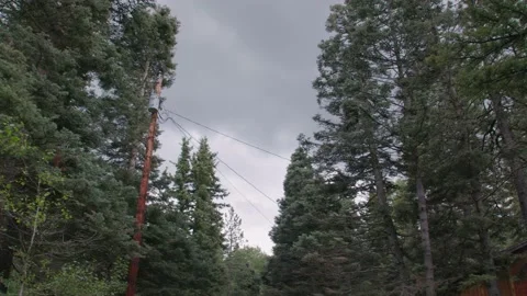 Power lines in trees Stock Footage 204882500