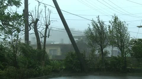 Power Lines Trees Thrash In Hurricane Winds Stock Footage 12251701