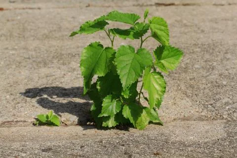 Power of nature Stock Photos
