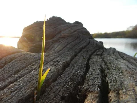 The Power Of Nature Stock Photos