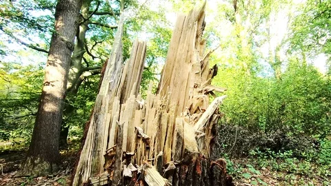 Power of nature on the trees Video stock 119302500