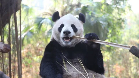 Power of panda's teeth Stock Footage 45407639