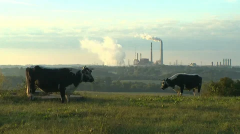 Power Plant with Two Oxen Stock Footage 30012672