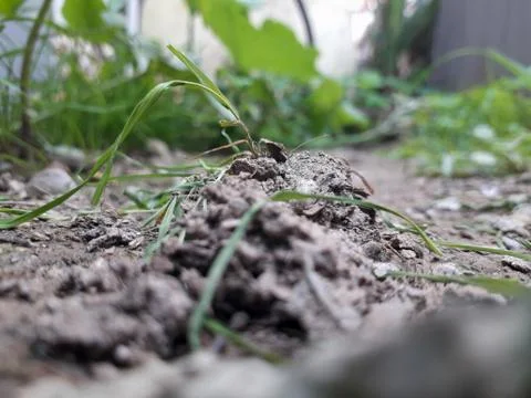 Power plug in the wall mounted 库存照片