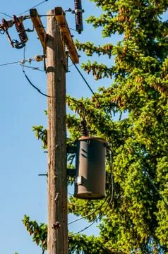 Power pole and lines with a pine cone laden tree behind it. Stock Photos