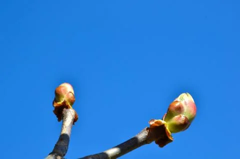 Power of springtime Stock Photos