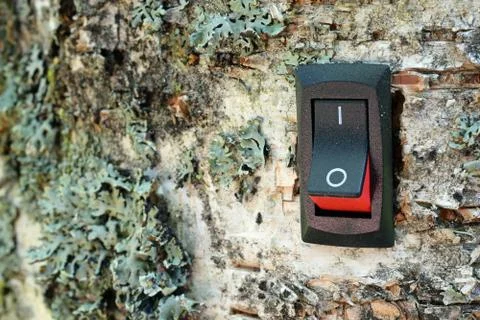 Power switch installed on birch tree Stock Photos