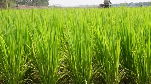Power tiller preparing soil Video stock 333990561