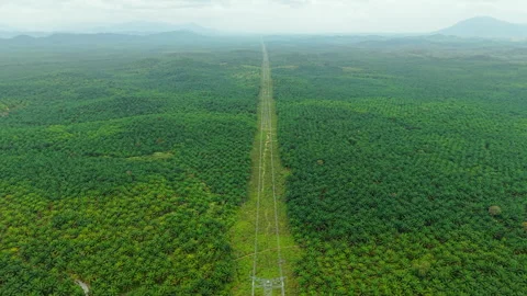 Power Transmission Corridor Through Palm Plantation Malaysia Aerial Stock Footage 331849357